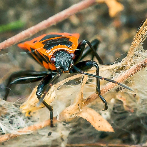 Mein Blick für das Besondere: Ein detailliertes Porträt eines Feuerkäfers, das meine Expertise in der Insektenfotografie zeigt.